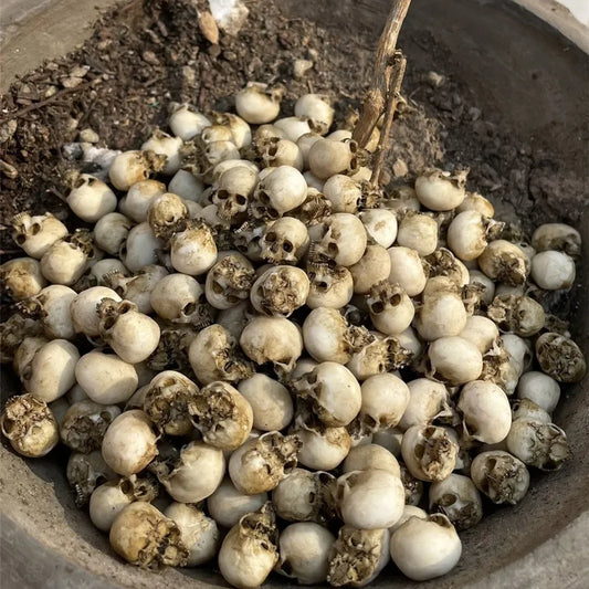 Mini Skull Figurine – High-Quality Miniature for Halloween, Home Decor & Creative Displays